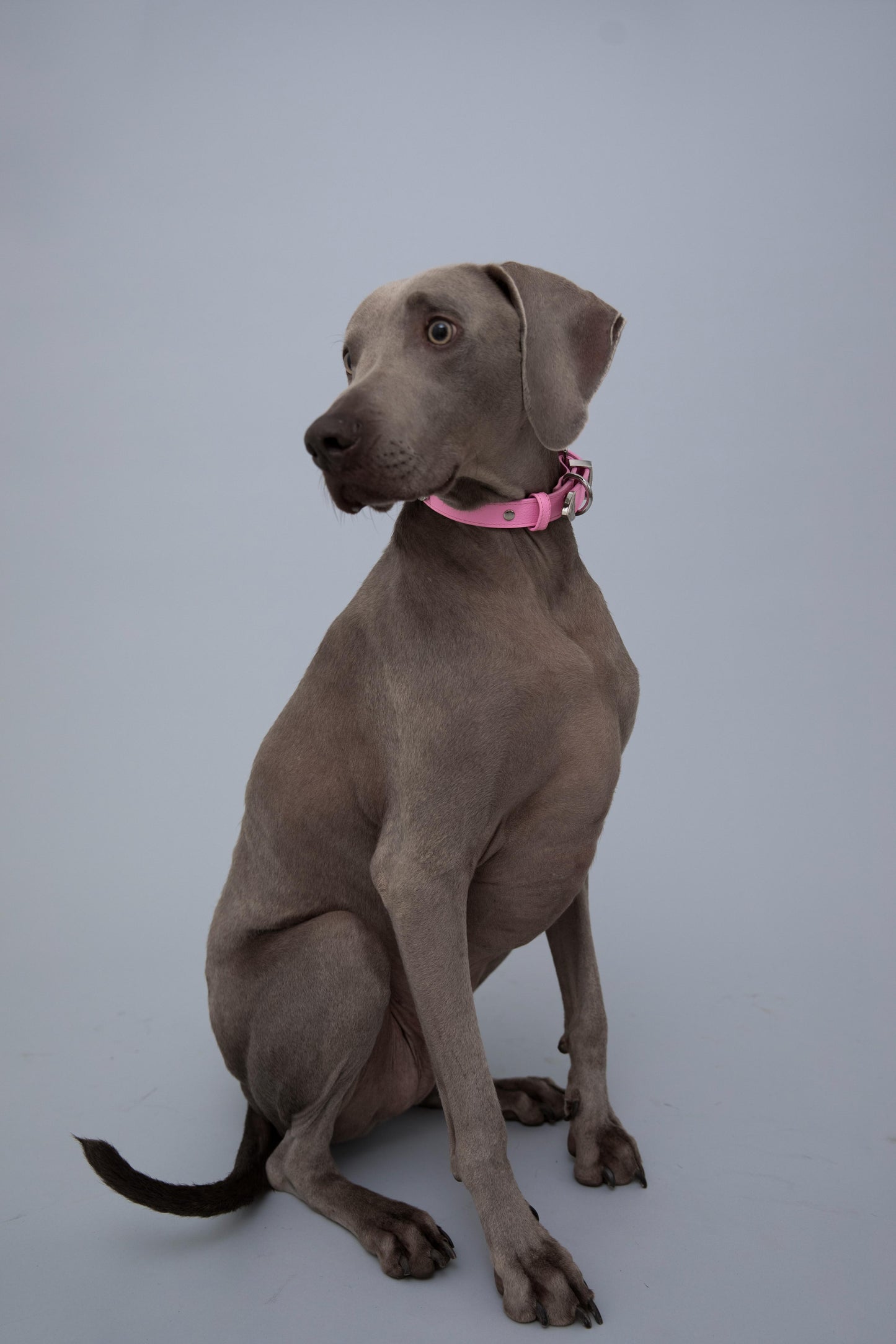 The Cowgirl Collar - Barbie Pink