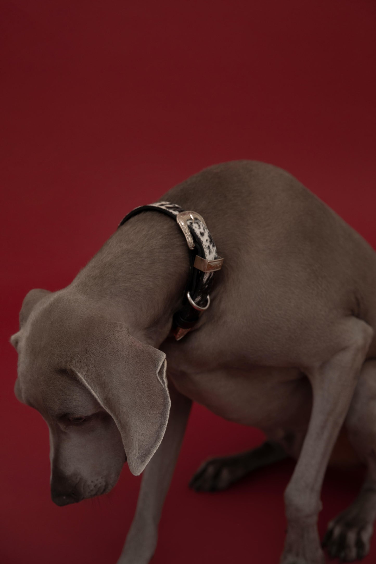 The Cowgirl Collar - Cowhide