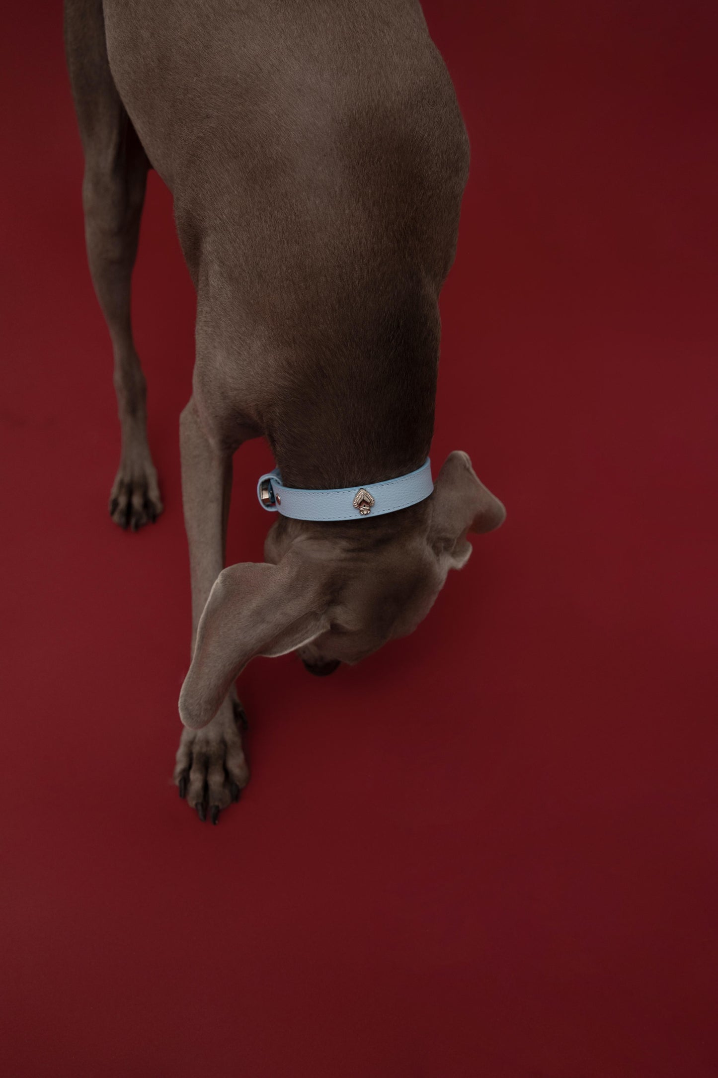 The Cowgirl Collar - Baby Blue