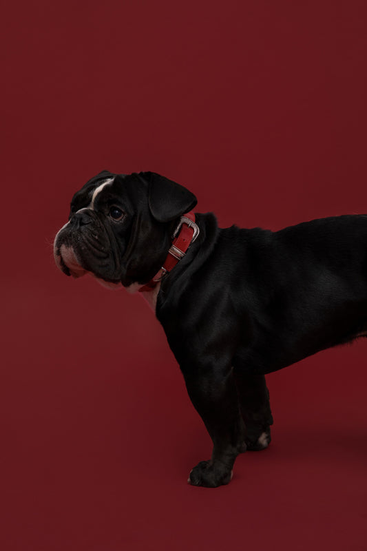 The Cowgirl Collar in Siren Red