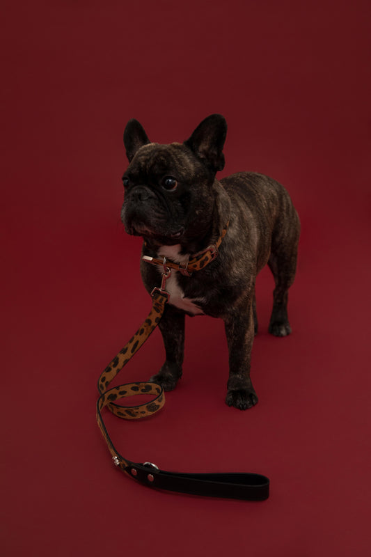 The Playgirl Leash - Leopard & Panther Black